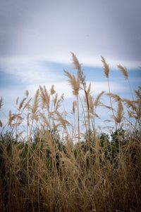 Close-up of plants on field against sky