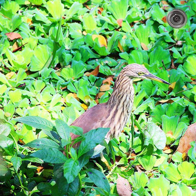 animal themes, leaf, one animal, animals in the wild, bird, green color, plant, wildlife, growth, nature, branch, beauty in nature, perching, tree, day, outdoors, no people, high angle view, green, close-up