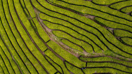 Gorreana, in azores.