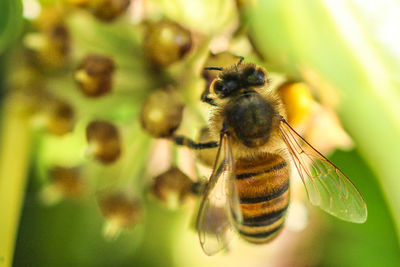 Close-up of insect perching on fresh flower