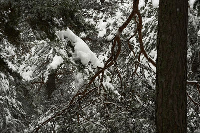 Close-up of bird perching on tree