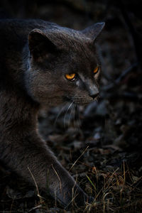 Close-up of a cat looking away