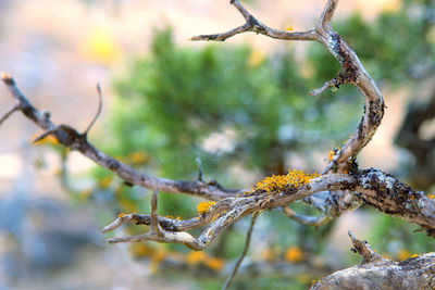 Close-up of branch