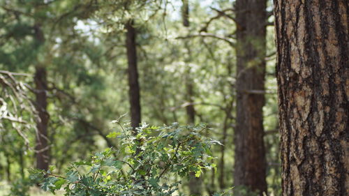 Trees in forest