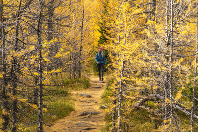 Hiking through larches during autumn in the canadian rockies