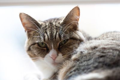Close-up portrait of a cat