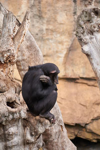 The sadness of a monkey on a tree. the sadness of the moment