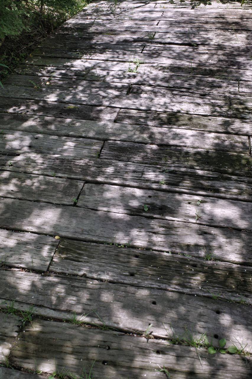 backgrounds, no people, plant, day, full frame, nature, pattern, tree, high angle view, outdoors, sunlight, textured, growth, footpath, close-up, wood - material, land, tranquility, motion, shadow