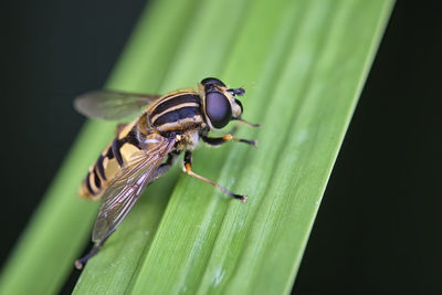 Close-up of insect on leaf