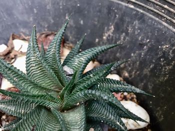 Close-up of succulent plant