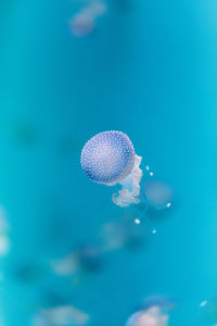 Close-up of jellyfish swimming in sea