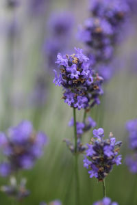 Close-up of lavender flowers