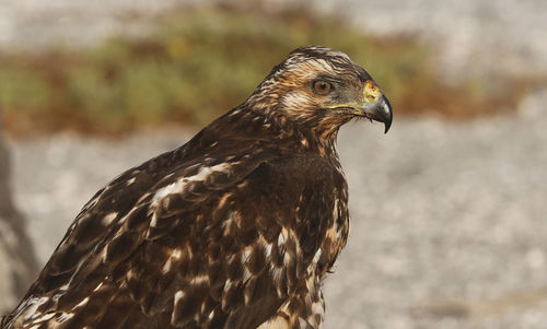 Close-up of owl perching outdoors