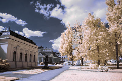 View of cherry trees by buildings in city during winter