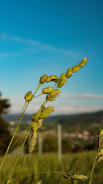 Close-up of plant growing on field against blue sky