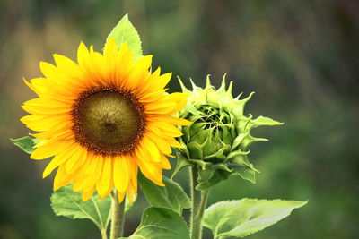 Close-up of sunflower