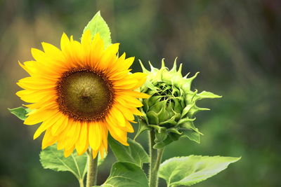 Close-up of sunflower, green bud blossom - healthy lifestyles concept, organic farming, gardening,