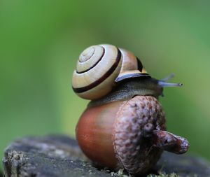 Close-up of snail on leaf