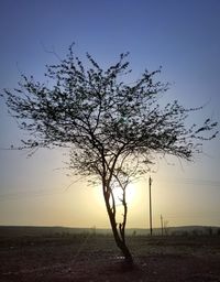 Silhouette tree on landscape against sky during sunset