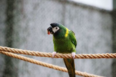 Close-up of bird perching outdoors