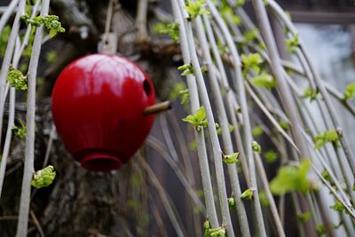 Close-up of red leaves
