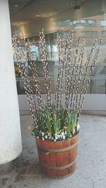 Potted plants on the wall