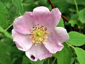 Close-up of pink flowers