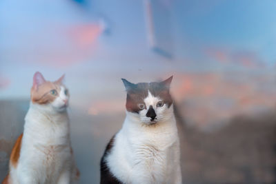 Portrait of cat