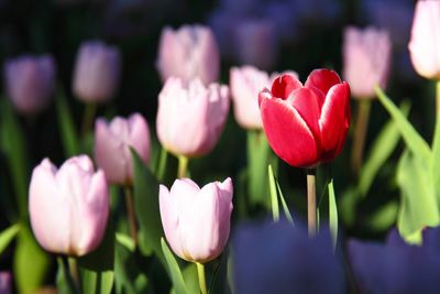 Close-up of pink tulips