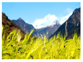 Plants growing on field against sky