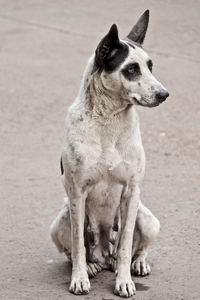 Portrait of dog looking away