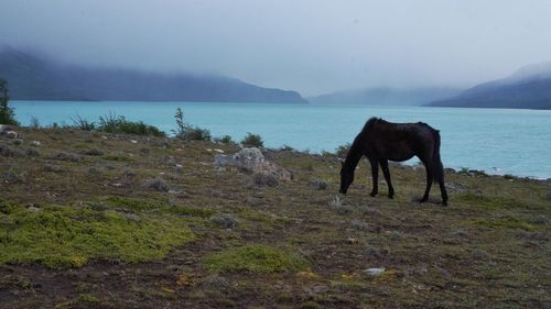 Horse grazing on field by sea against sky