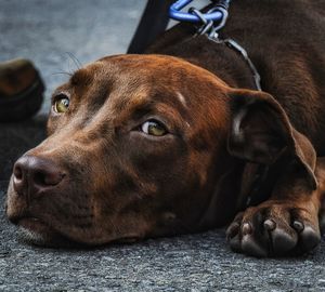 Close-up portrait of a dog