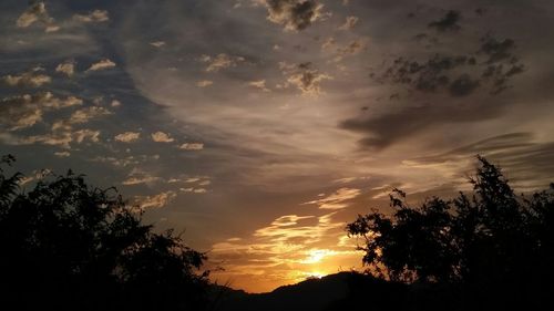 Silhouette of trees at sunset
