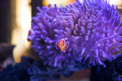Close up of purple flower
