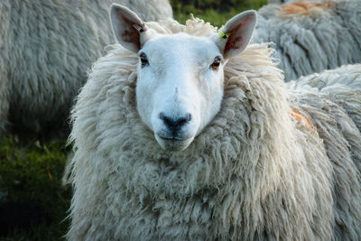 Close-up portrait of sheep