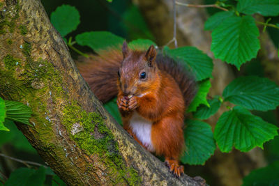 Red squirrel enjoying his lunch