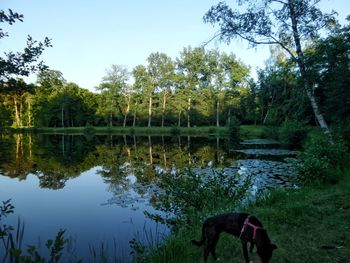 View of dog in lake against sky