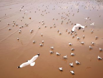 High angle view of birds at beach