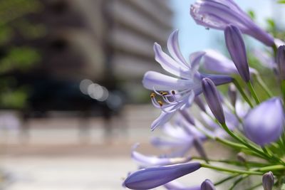 Close-up of insect on purple flower