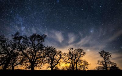 Silhouette trees against sky at night