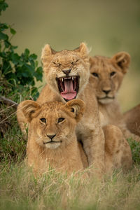 Lion cub lies yawning with two others