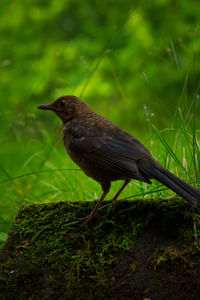 Close-up of bird perching on grass