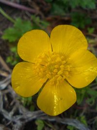 Close-up of yellow flower blooming outdoors