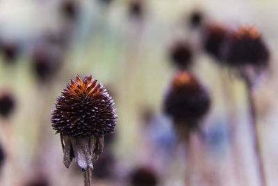 Close-up of wilted flower against blurred background