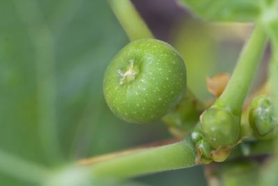 Close-up of fruit