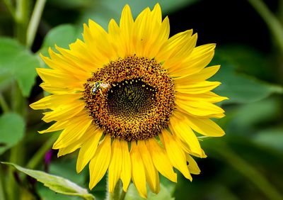 Close-up of honey bee on sunflower