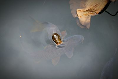 Directly above shot of fish swimming in pond