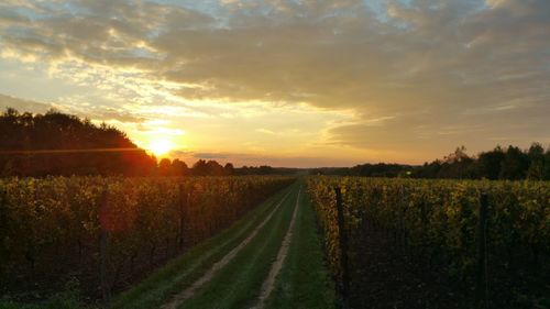 Scenic view of landscape at sunset