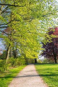 Road amidst trees in park during autumn